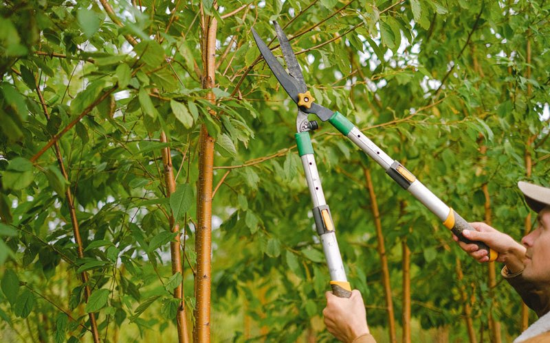 Tree trimming in Tampico, IL